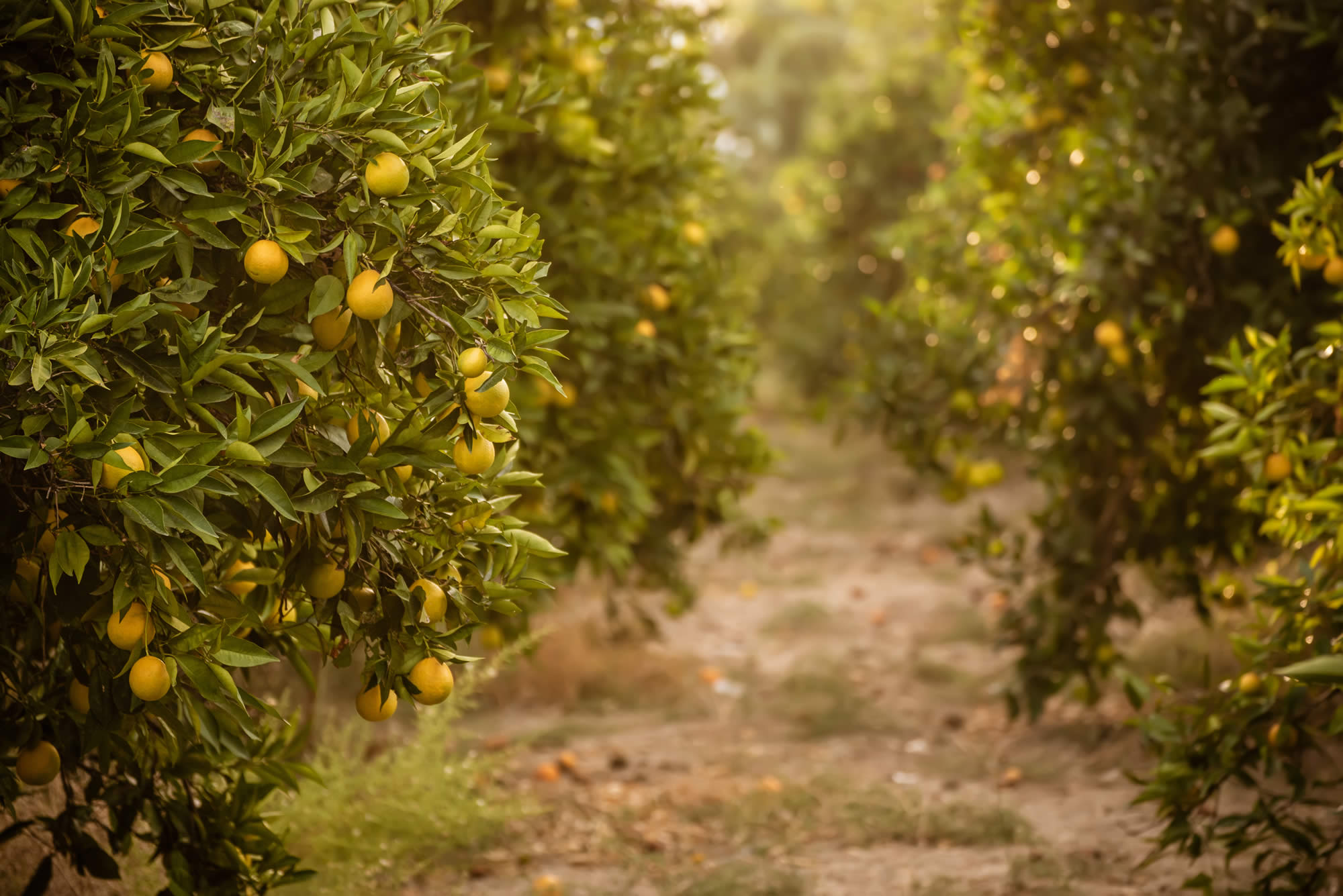 Okuma Citrus