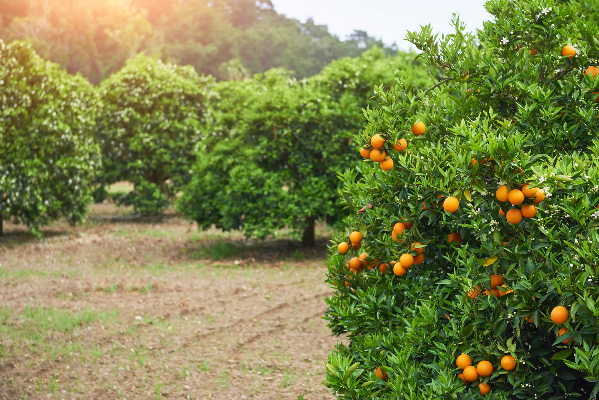 Okuma Citrus